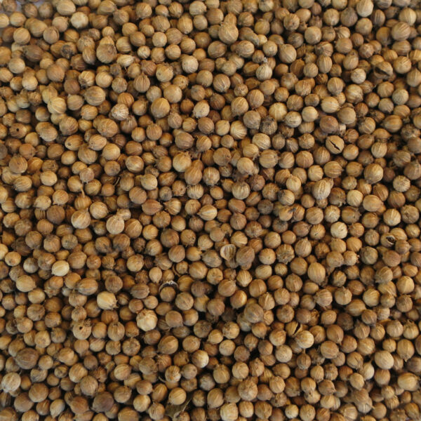 semilla-de-cilantro-aromática-cultivo-natural-sembrar-otoño