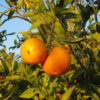 Arbol-mandarinas-cultivo-natural-sabor-autentico