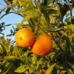 Arbol-mandarinas-cultivo-natural-sabor-autentico