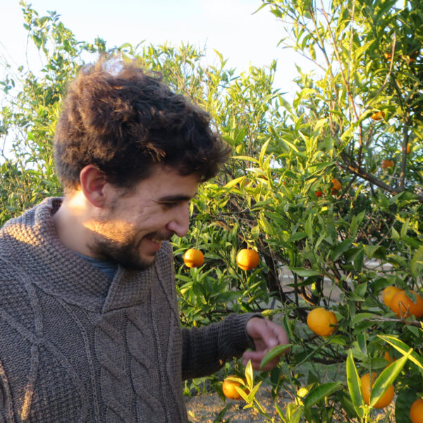 Arbol-mandarinas-salva-agricultor