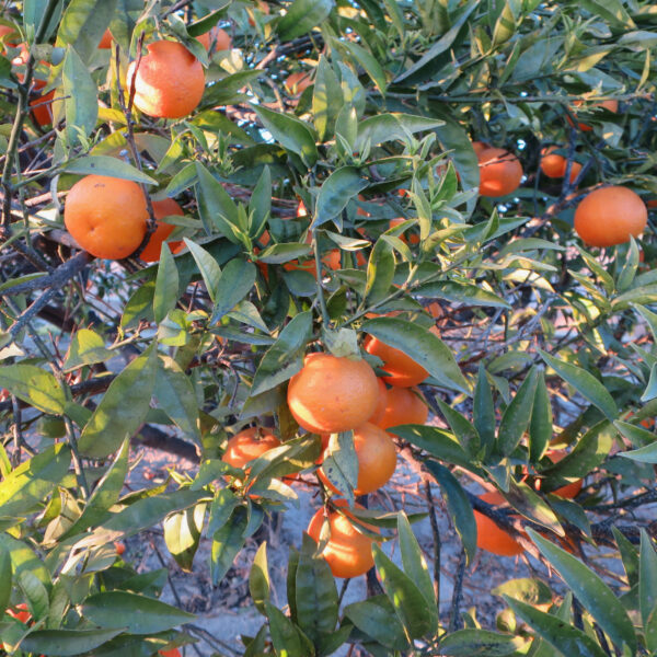 mandarinas-en-arbol-ecológicos-km0-valencia