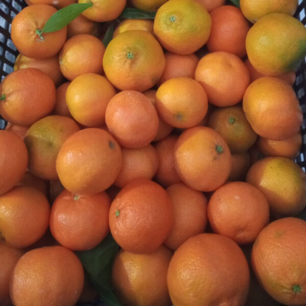 Mandarinas-Liria-temporada