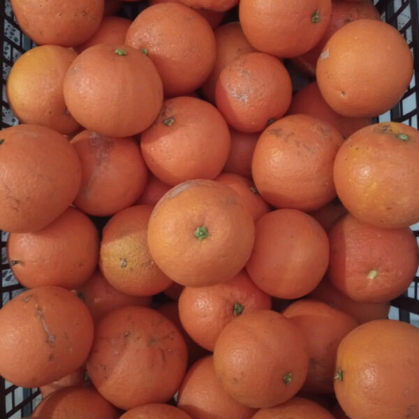 Naranjas-Liria-temporada