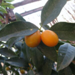 kumquat-valenciana-huerta-ecologico