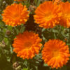 Aromática-flor-naranja-calendula-sagal-de-la-terra