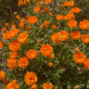 planta-calendula-flor-naranja