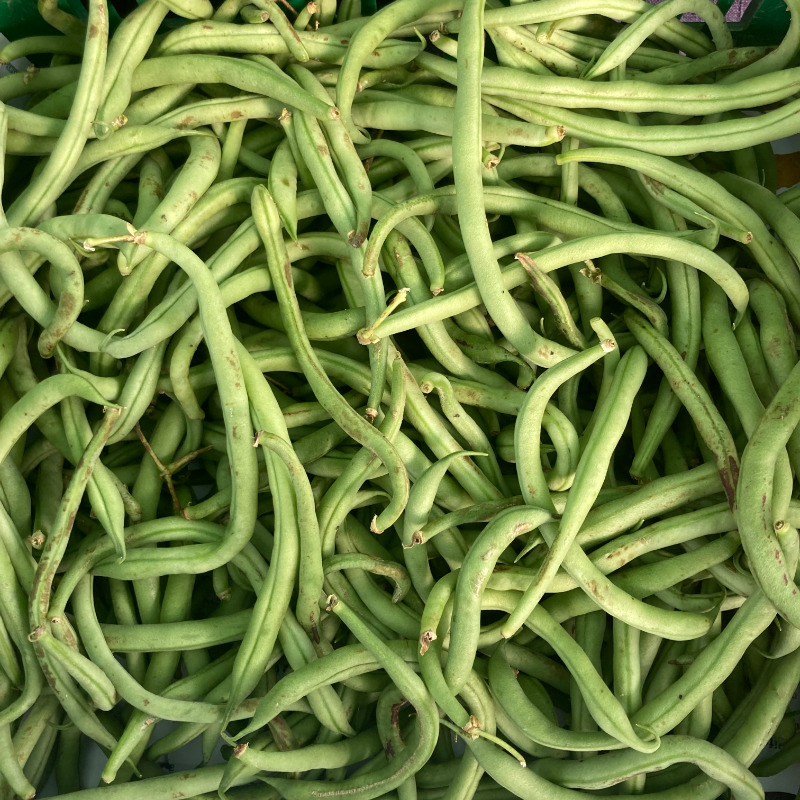 Judía verde Bachoqueta (Green beans) - Sagal de la Terra